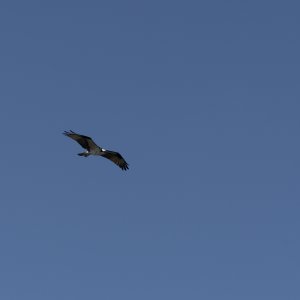 Oakland Preserve - 1500px-12.JPG