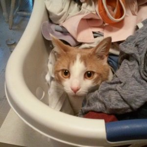 Sinclair in full laundry basket.jpg