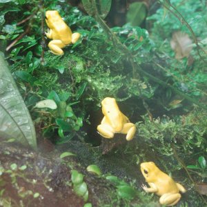 Golden Dart Frog-1 8x10.JPG