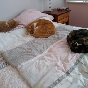 3 cats on futon.jpg
