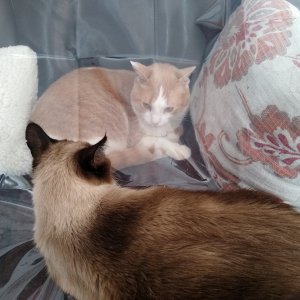 Sinclair and Sherlock on couch.jpg