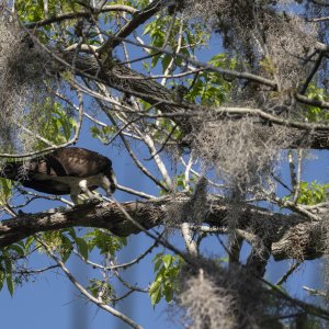 Oakland Preserve - 1500px-21.JPG