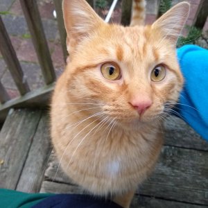 Orange stray on back porch.jpg