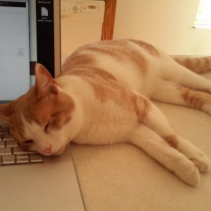 Sinclair resting on Macbook.jpg