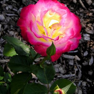 05_418Rose.jpg
