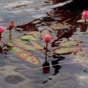 10_Hyacinth.jpg