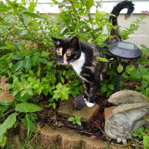 Watson in bushes at front of house.jpg