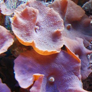 anemone.jpg