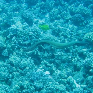 Hawaii 2008.jpg