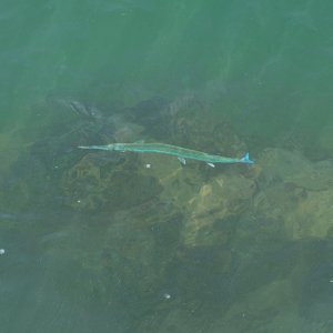 Sebastian Inlet - 1500px-6.JPG