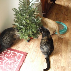 Tiny Christmas tree exploration 1.jpg
