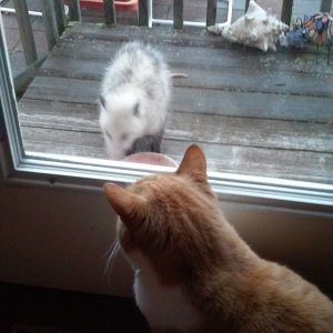Bogart watching opossum.jpg
