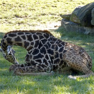 giraffe 01 resize.jpg