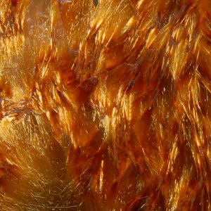 Cacoxenite 8x10-5.jpg