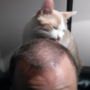 Sinclair licking my scalp.jpg