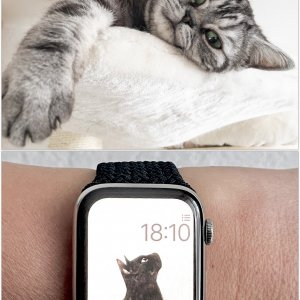 bonuscat2.JPG