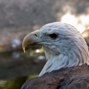 Eagle-1 resize.jpg