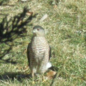 Raptor in backyard.jpg