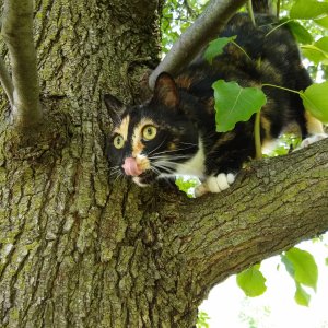 Watson in front yard tree.jpg