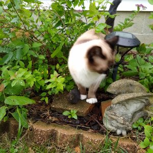 Sherlock in bushes at front of house.jpg