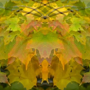 Leaves mirror image resize.jpeg