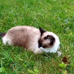 Sherlock in back yard.jpg