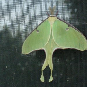 Green moth on window screen 2.jpg