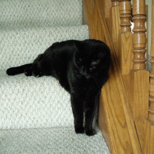 Sabrina resting on multiple stair steps.jpg