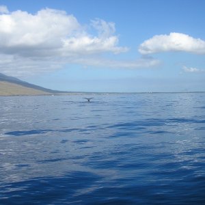 whaletail.JPG