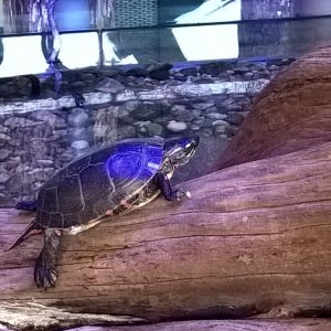Battelle Darby Creek - Turtle in visitors center 1.jpg