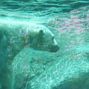 Polar Bear Under the Water.jpg