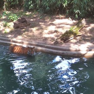 Kitty takes a swim (1).jpg