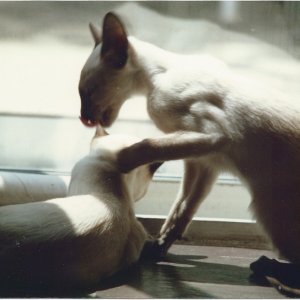 H&T Brotherly Love.jpg