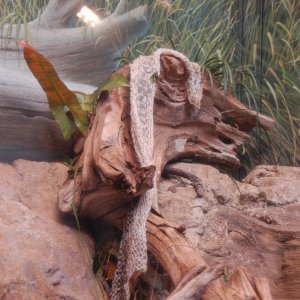 Anaconda Skin-01 resize.JPG