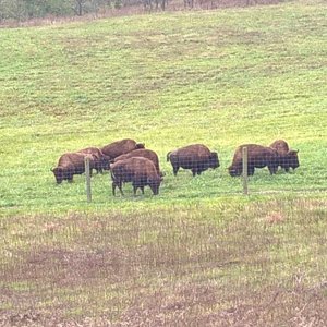 Battelle Darby Creek park - Bison herd 3.jpg