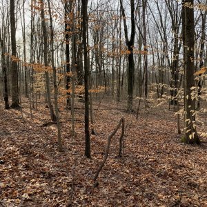 Blendon Woods - Bare trees.jpeg