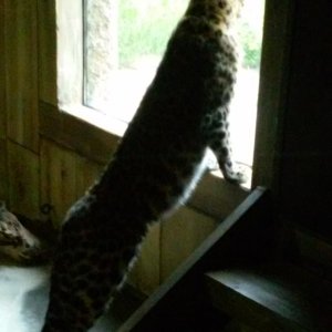 Leopard.jpg
