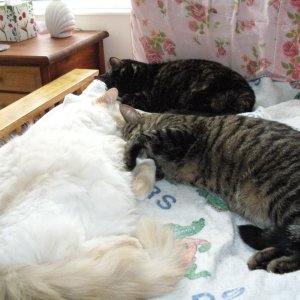 Futon potatoes.jpg