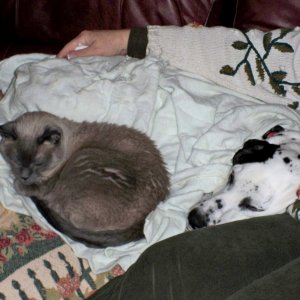 Miss Kitty & Dolley.jpeg