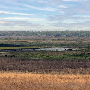 Paines Prairie 1500px-6.JPG