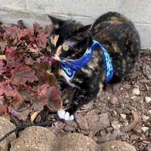 Watson on leash in plant bed 2.jpeg
