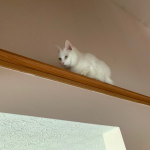 Luna on stairwell ledge.jpeg