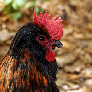 Colorful Chicken.jpeg