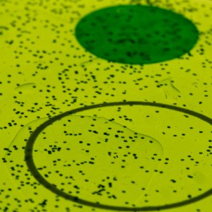 Circles.jpeg