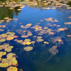 Holden pond-1 resize.jpg