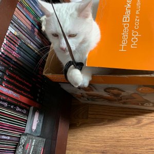 Luna playing with ribbon.jpeg