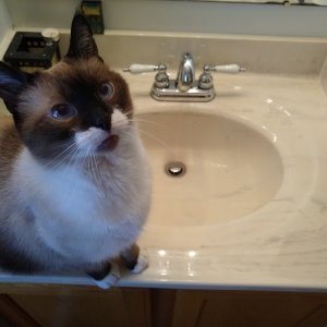 Sherlock sitting by bathroom sink.jpg