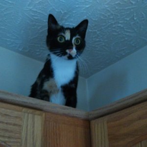 Watson on top of kitchen cabinets.jpg