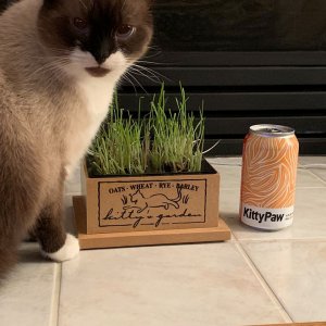 Sherlock and grass box.jpg