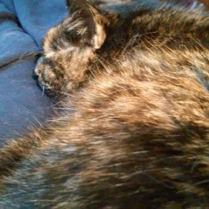 Fiona on lap.jpg